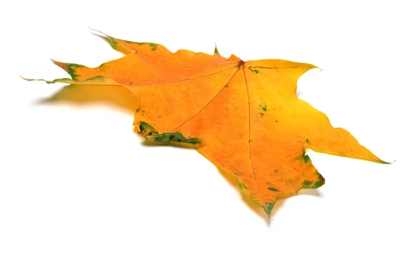 단풍나무 잎입니다 배경에 고립됨 — 스톡 사진
