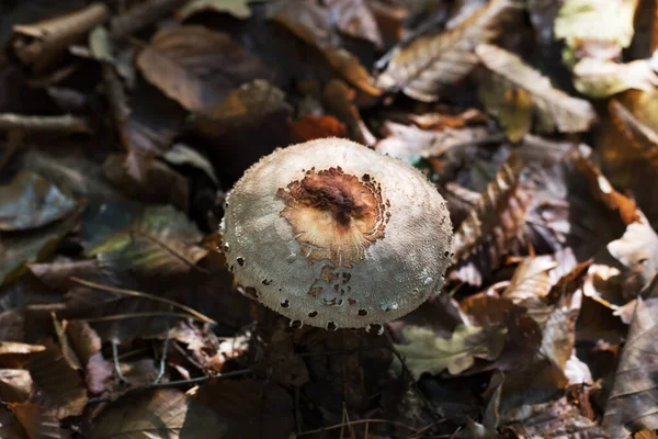 秋林中长有干叶子的小寄生蘑菇 Macrolepiota Procera或Lepiota Procera 从上面看 — 图库照片