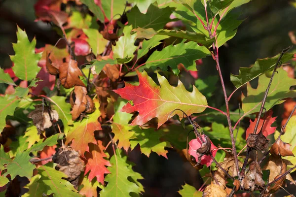 Oak Tree Quercus Rubra Multicolor Leaves Autumn Forest Nice Sunny — Photo