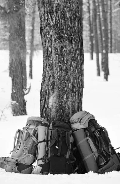Három Nagy Hátizsák Alvó Pad Közelében Fenyőfa Téli Tűlevelű Erdőben — Stock Fotó