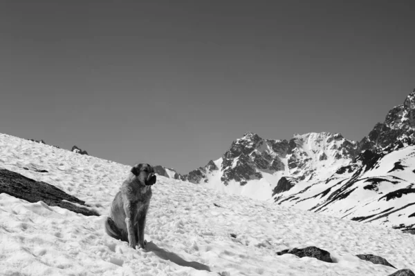 Güneşli Bir Günde Karda Oturan Köpek Yüksek Karlı Dağlar Arka — Stok fotoğraf