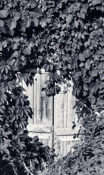 Старі Дерев Яні Двері Вінтажним Іржавим Металевим Замком Листям Дикої — стокове фото