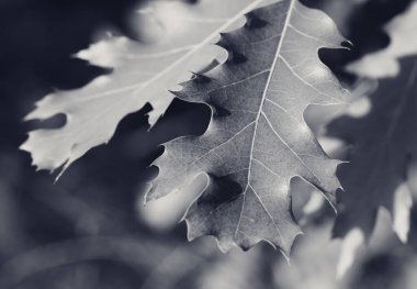 Gündüz vakti ormanda günışığı yaprakları bulunan meşe ağacı dalları (Quercus rubra). Siyah ve beyaz tonlu görüntü. Seçici odak.