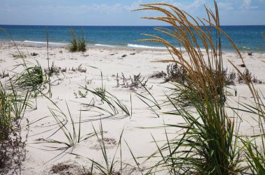 Mavi gökyüzü, deniz ve kum, sıcak yaz gününde ıssız sahilde çimenler.