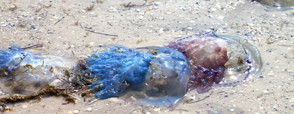 阳光下死掉的水母被冲到沙滩上 全景视图 — 图库照片