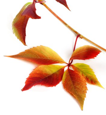 Çoklu renkli sonbahar üzüm yaprakları (Partenocissus quinquefolia yaprağı). Beyaz arka planda izole edilmiş. Yakın çekim görünümü.