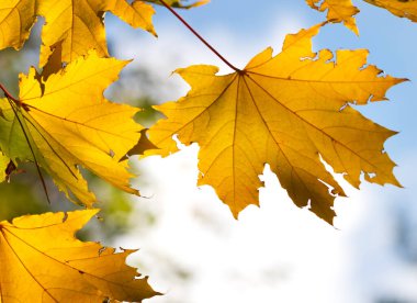 Güneşli bir günde sonbahar ormanında yaprakları sarı olan akçaağaç. Yakın çekim görünümü.