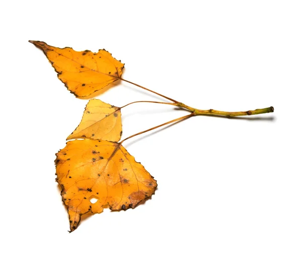 Pappelzweig Mit Gelb Gefleckten Blättern Isoliert Auf Weißem Hintergrund — Stockfoto