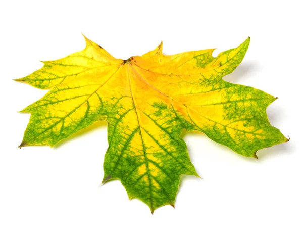 Yellowed Multicolor Autumn Maple Leaf Isolated White Background — Stock Photo, Image