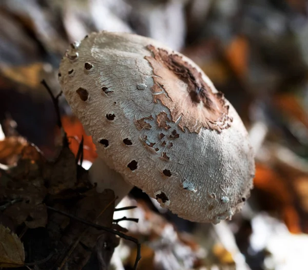 Jeune Champignon Parasol Macrolepiota Procera Lepiota Procera Croissant Dans Forêt — Photo