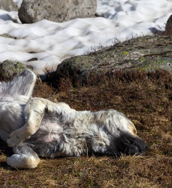 Perro Durmiendo Sobre Hierba Seca Cerca Del Campo Nieve Sol —  Fotos de Stock