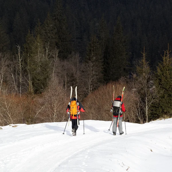 在阳光明媚的冬日 两名背着滑雪背包的徒步旅行者在冷杉林中雪地的路上漫步 乌克兰喀尔巴阡山脉 — 图库照片