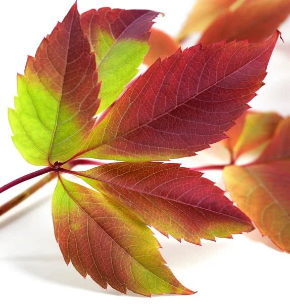Многоцветные Осенние Листья Винограда Parthenocissus Quinquefolia Foliage Изолированный Белом Фоне — стоковое фото