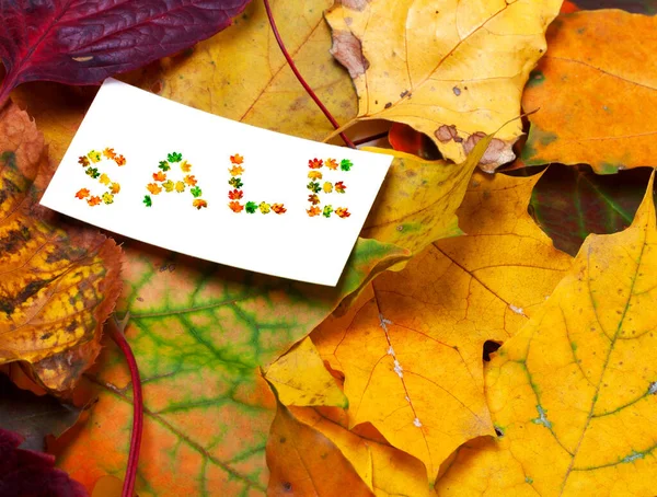 Autumn Multicolor Leaves Background Price Card Word Sale Composed Autumnal — Stock Photo, Image