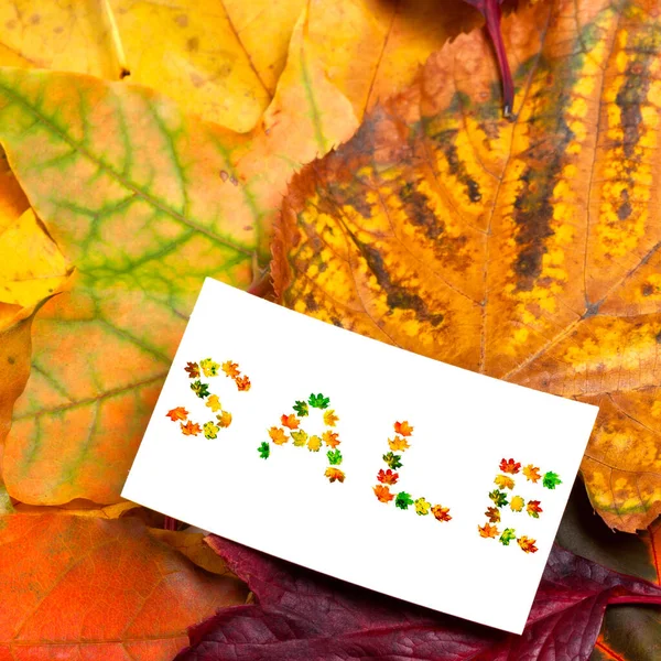 Dried Autumn Leaves White Price Card Word Sale Composed Multicolor — Stock Photo, Image