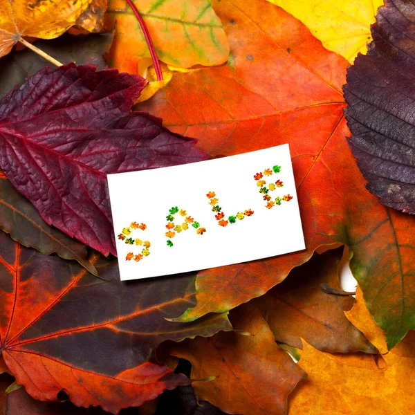 Autumn Leaves White Price Card Word Sale Composed Autumnal Maple — Stock Photo, Image