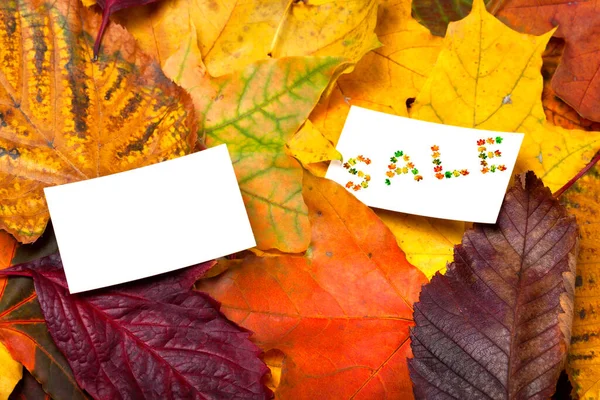 Twee Prijskaarten Herfst Multicolor Bladeren Achtergrond Wit Leeg Met Woord — Stockfoto