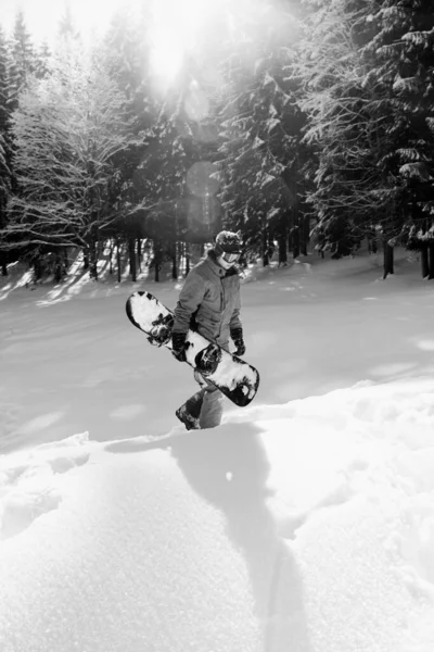 Freerider Con Snowboard Las Manos Bosque Abetos Nevados Sol Día — Foto de Stock