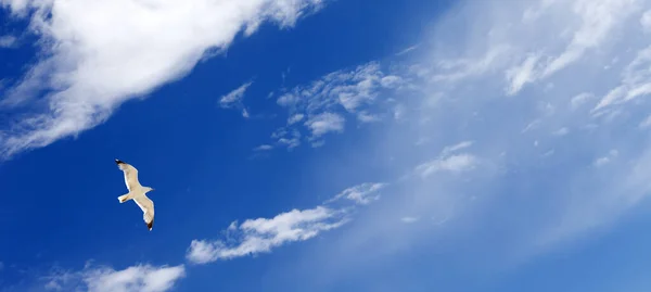 Seagull Hover Blue Sky Sunlight Clouds Sun Summer Day Panoramic — Stock Photo, Image