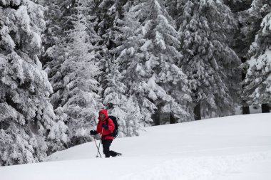 Yürüyüşçü, kar yağışı sonrası gri kış gününde, karla kaplı ormanda yeni yağmış karlarla yokuş aşağı gidiyor. Karpat Dağları, Ukrayna.