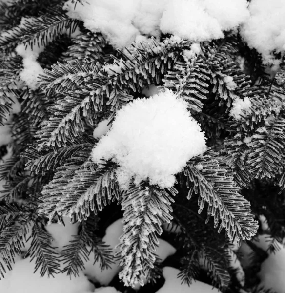 Met Sneeuw Bedekte Takken Van Dennenbomen Koude Winterdag Sneeuwval Zwart — Stockfoto