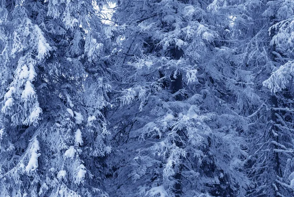 寒い日の雪の後 冬の森の中のモミの木の魔法の雪に覆われた霜の枝 調色風景 — ストック写真