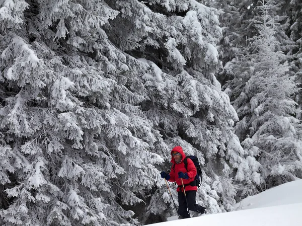 在降雪后的灰蒙蒙冬日 徒步旅行者带着新降下来的雪在白雪覆盖的森林里爬坡 乌克兰喀尔巴阡山脉 — 图库照片