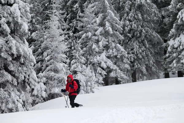 Vandrare Gör Sin Väg Sluttningen Med Nyfallen Snö Snötäckt Skog — Stockfoto