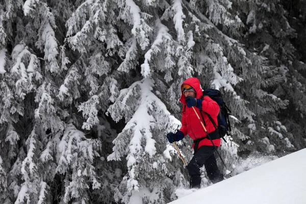 Túrázó Teszi Utat Havas Lejtőn Hófödte Erdőben Télen Nap Hóesés — Stock Fotó