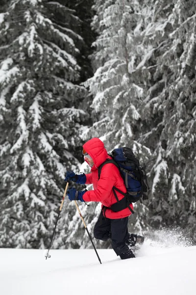 Turista Tyčemi Zimním Dni Sněžení Vydá Zasněžený Svah Zasněženým Lesem — Stock fotografie