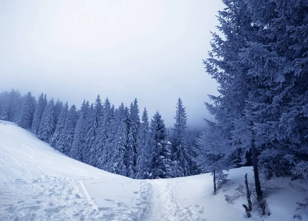Тропинка Снежном Склоне Замерзшие Заснеженные Еловые Леса Тумане Серый Зимний — стоковое фото