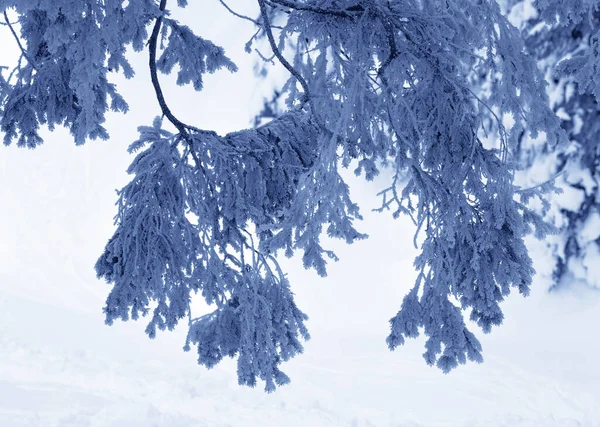 Close Zicht Besneeuwde Takken Van Sparren Het Winterbos Koude Avond — Stockfoto