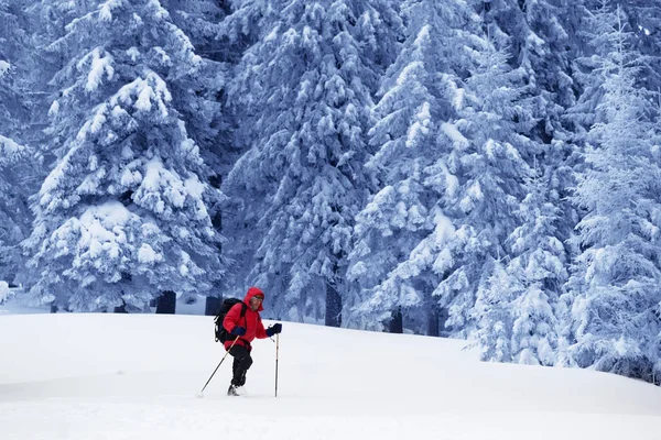 여행자는 눈덮인 마법의 숲에서 눈덮인 산비탈을 겨울에 우크라이나 크리스마스 홀리데이에 — 스톡 사진