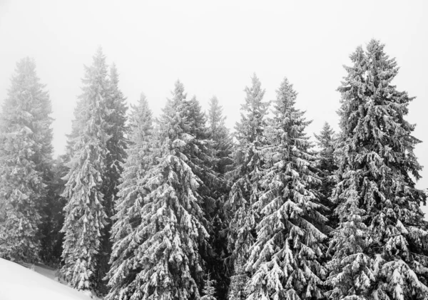 Bevroren Besneeuwde Dennenbos Sneeuwval Grijze Lucht Waas Winterdag Kerstvakantie Karpaten — Stockfoto