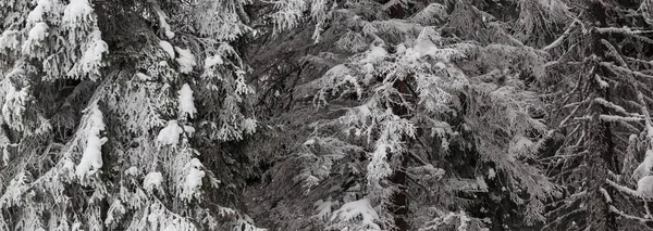Засніжені Морозні Гілки Ялинки Зимовому Лісі Після Снігопадів Холодний Сірий — стокове фото