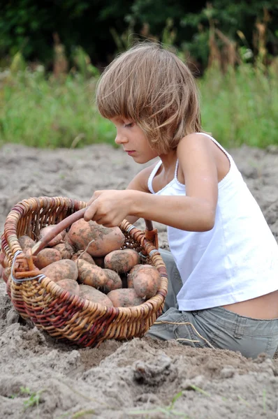 Kind erntet Kartoffeln auf dem Feld — Stockfoto