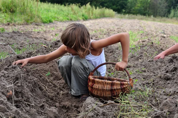 Barn skördar potatis i fältet — Stockfoto