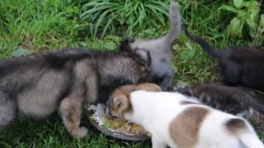 kedi ve yavruları yeme
