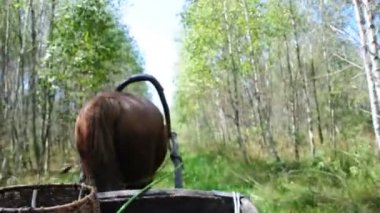 bir at arabası içinde seyahat