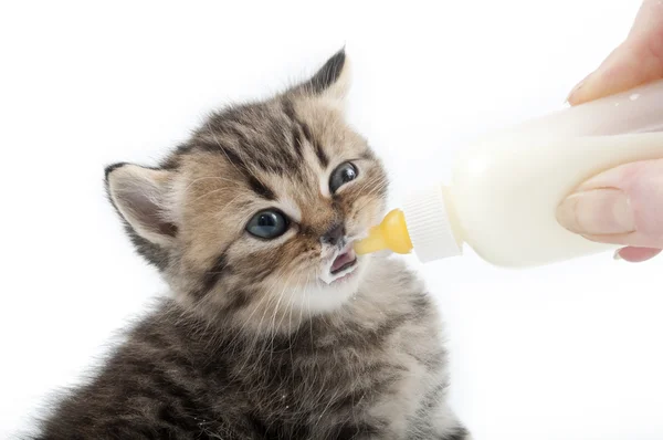 Alimentación con leche de gatito —  Fotos de Stock