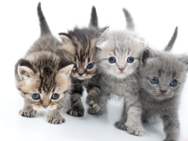 Vier kittens lopen samen — Stockfoto