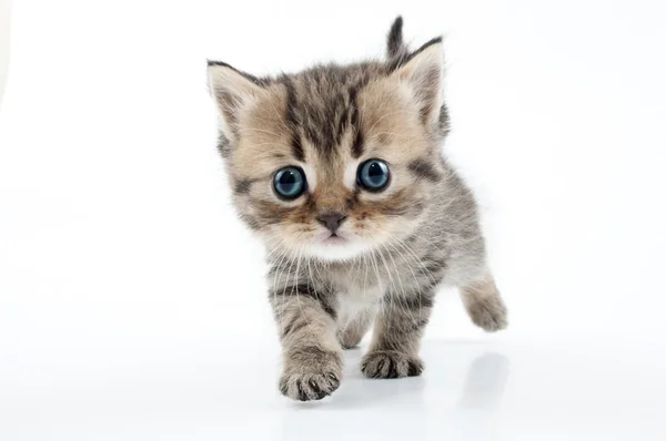 Pequeno gatinho escocês em linha reta andando em direção Fotografia De Stock