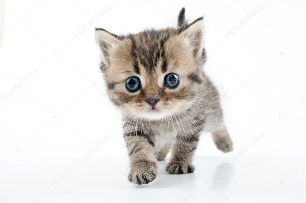 Small Scottish straight kitten walking towards