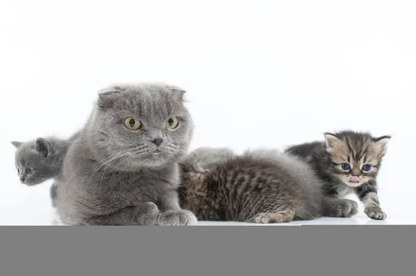 Familie portret van Schotse vouwen katten — Stockfoto