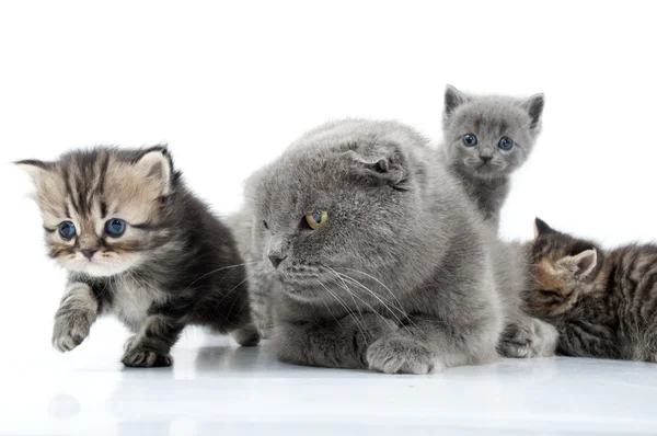 Мати-кішка з кошенятами — стокове фото