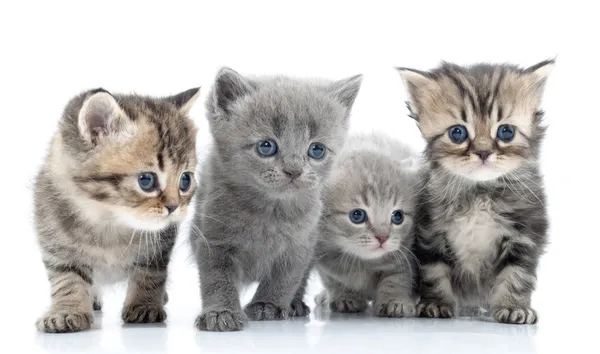 Retrato do grupo de gatos jovens. Tiro no estúdio. Isolados . Fotografia De Stock