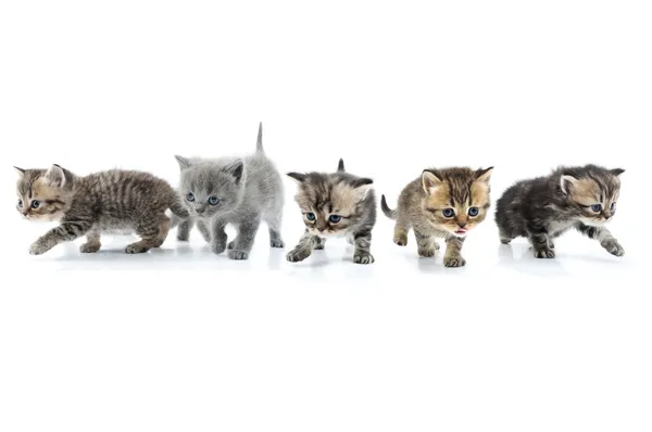 Grupo de gatitos caminando juntos. Grabado en estudio. Aislado — Foto de Stock