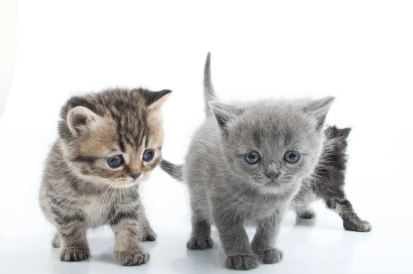 Portret van jonge katten groep. studio opname. geïsoleerd. — Stockfoto