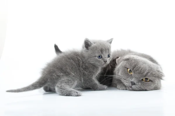 Familjeporträtt av skotska fold katter — Stockfoto