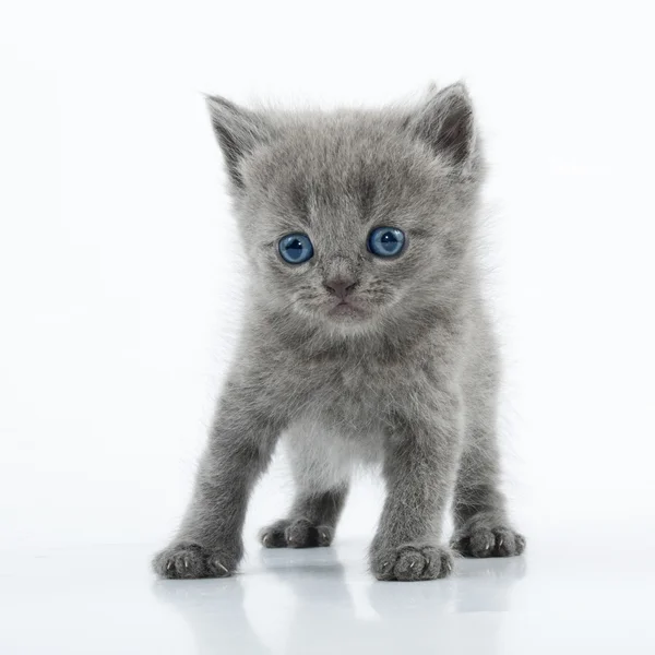 Small Scottish straight kitten walking towards — Stock Photo, Image